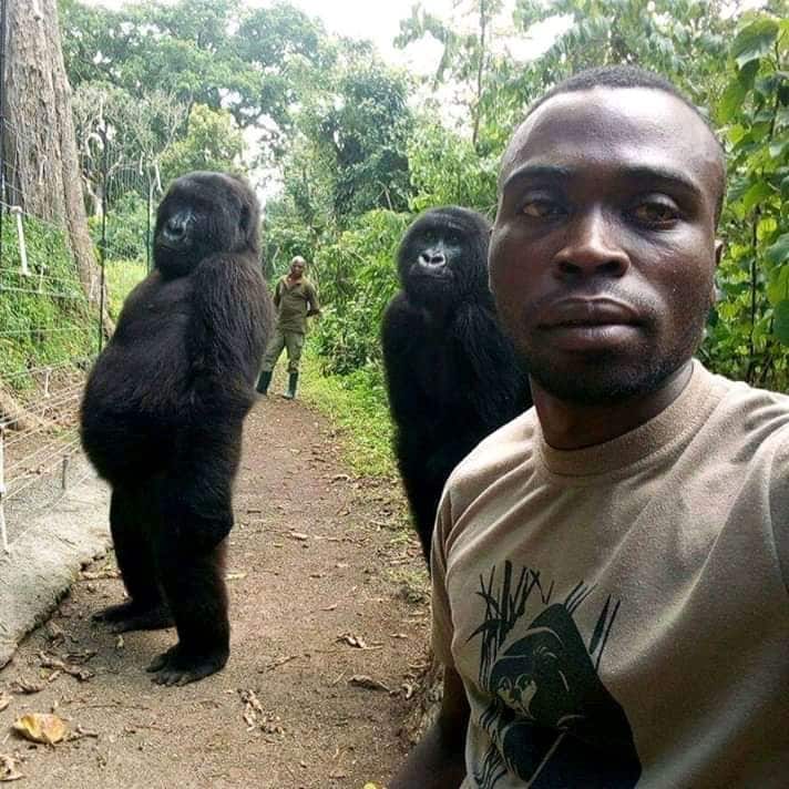 gorilla-selfie-virl.jpg