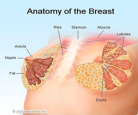 Premium Photo  The female breast anatomy includes internal milk ducts and  glands and external nipples