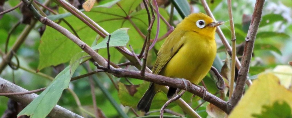 We Can't Stop Staring at These 2 New Bird Species Bending Evolutionary ...