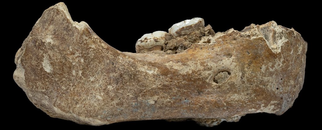 Jawbone of a mysterious Denisovan has been discovered in a remote cave ...