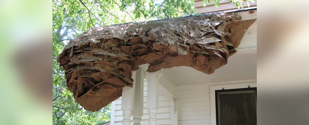 Massive wasp 'super nests' are appearing in Alabama, leaving pest ...