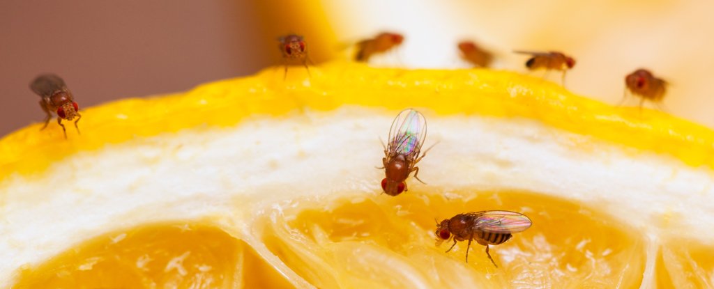 AF Fruit Fly Traps - Killgerm Chemicals Ltd