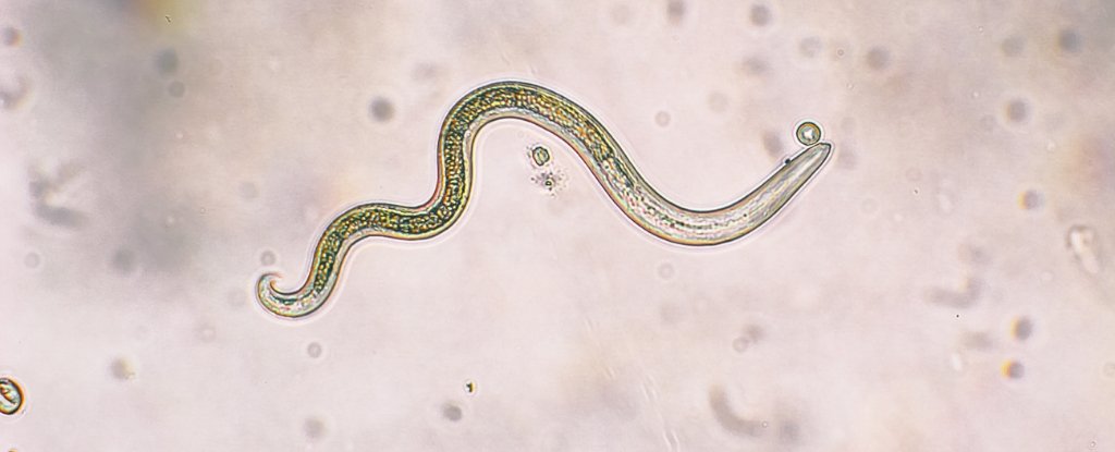 Toxocara canis, a type of parasitic worm. 