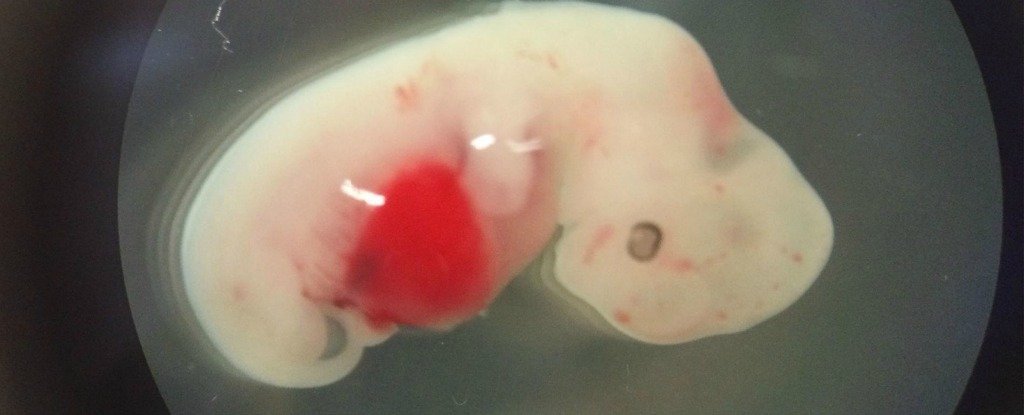 Japan Approves Groundbreaking Experiment Bringing Human Animal Hybrids To Term - roblox ro bio humanclone experimentation