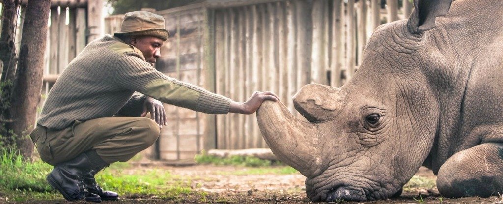 Update The First Harvested Northern White Rhino Eggs Have Just Been 