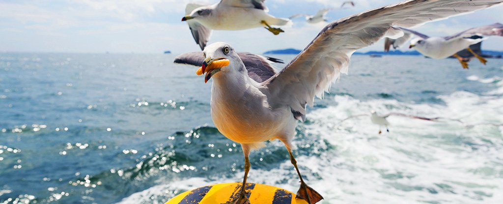 Study Finds a Scientific Method For Keeping Gulls Away From Your Fries ...