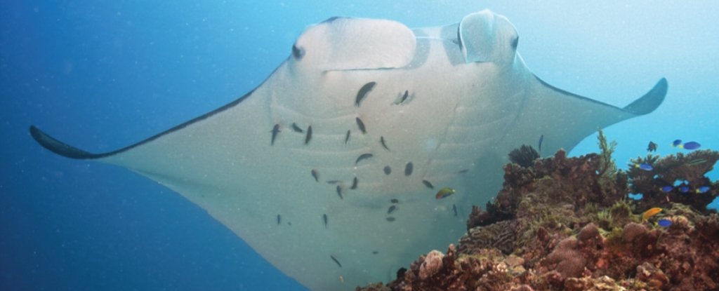 We just learned manta rays may have surprisingly close 'friends' they ...