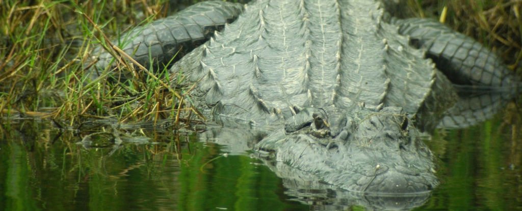 A Texas alligator. 