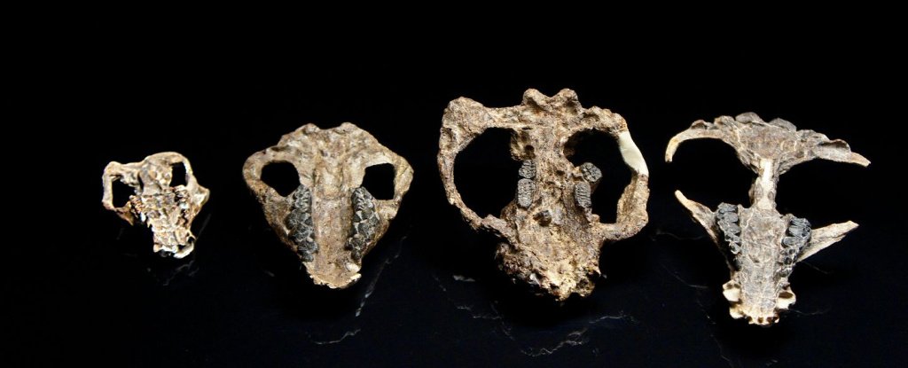 Four mammal skulls collected at the fossil site in Corral Bluffs, Colorado. 