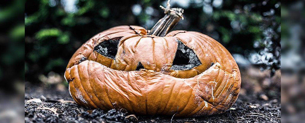 Turns Out Pumpkins Are Primarily Grown To End Up As Landfill Waste After Halloween