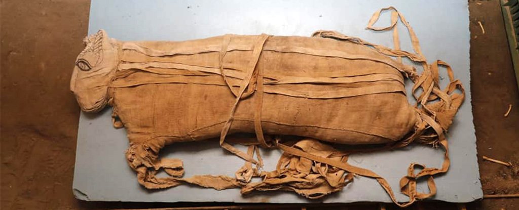 The mummy of a feline on display in Saqqara. 