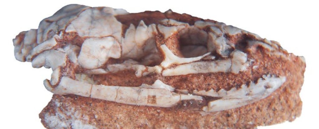 The skull of the fossil snake Najash. 