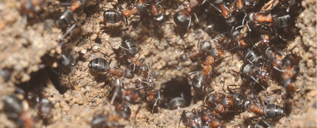 Ants Trapped For Years in a Soviet Nuclear Bunker Survived in The Most ...