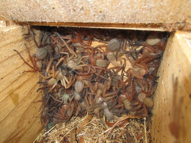 huntsman spider nest