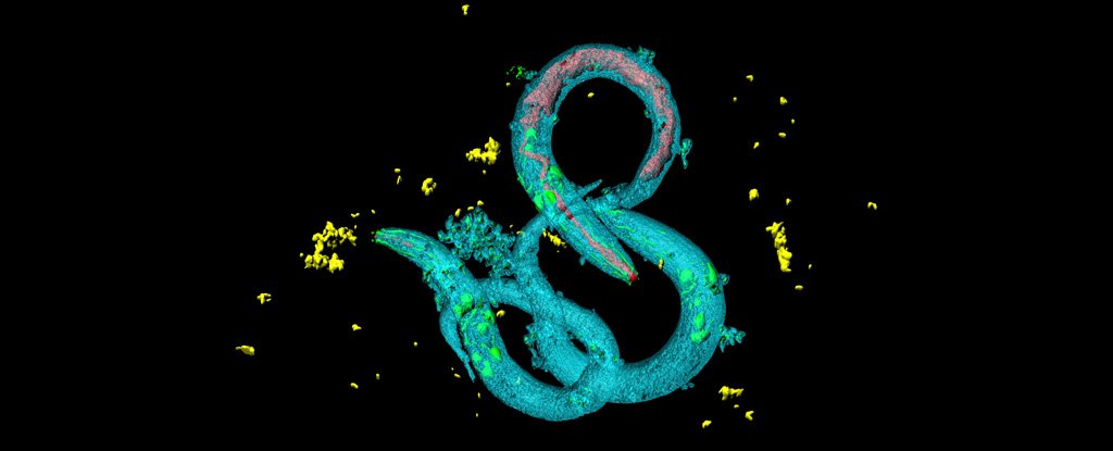 False-colour microscopy image of C. elegans. 