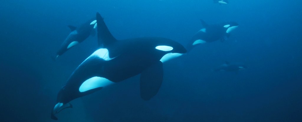 Orca Grandmothers Shed New Light on The Mysterious Benefits of ...