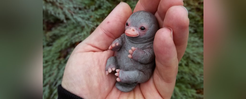 that-excruciatingly-cute-viral-baby-platypus-is-actually-plastic-sciencealert