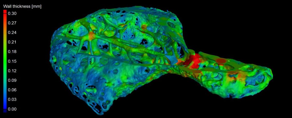 MicroCT scan of the 'os cordis' bone. 