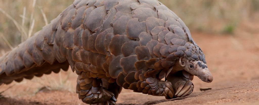 Ground pangolin. 