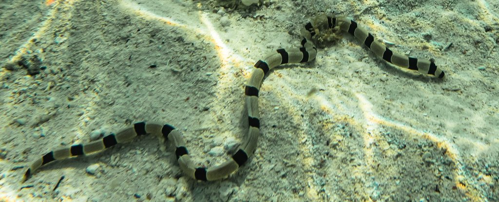 Banded snake eel in Tanzania. 