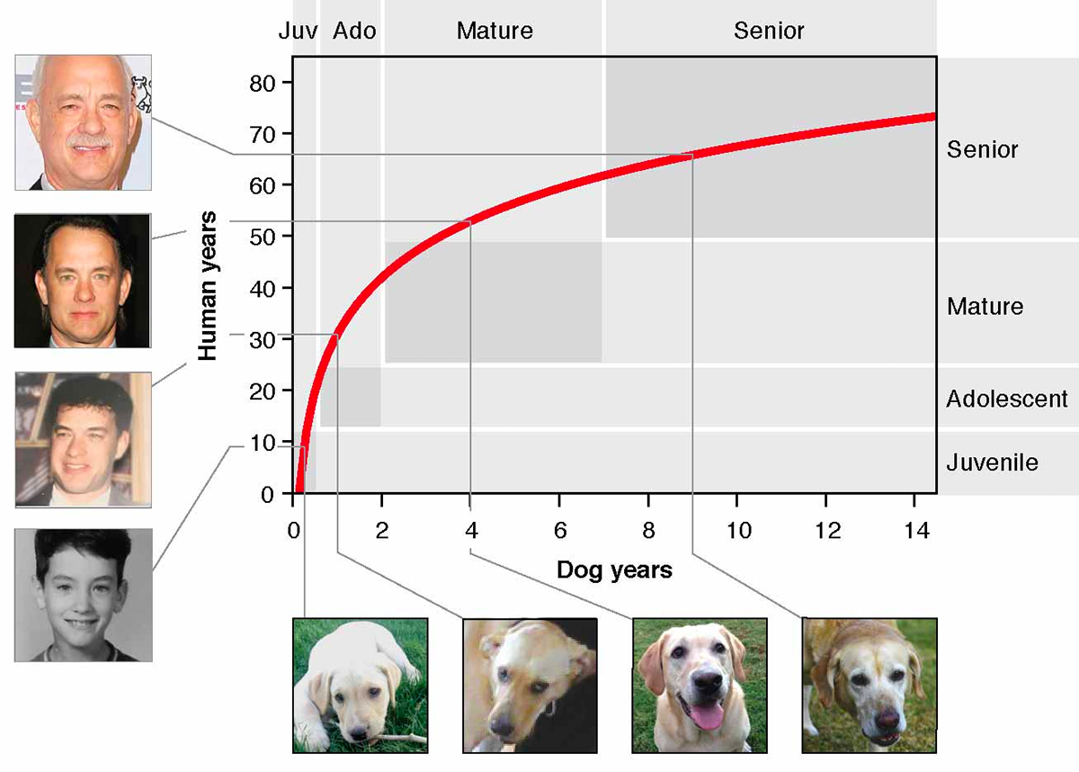 how old is a dog in dog years at 12