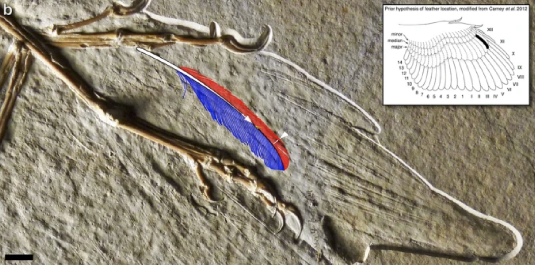 Oldest Fossil Feather Ever Found Came From The Archaeopteryx Dinosaur,  Study Confirms : ScienceAlert