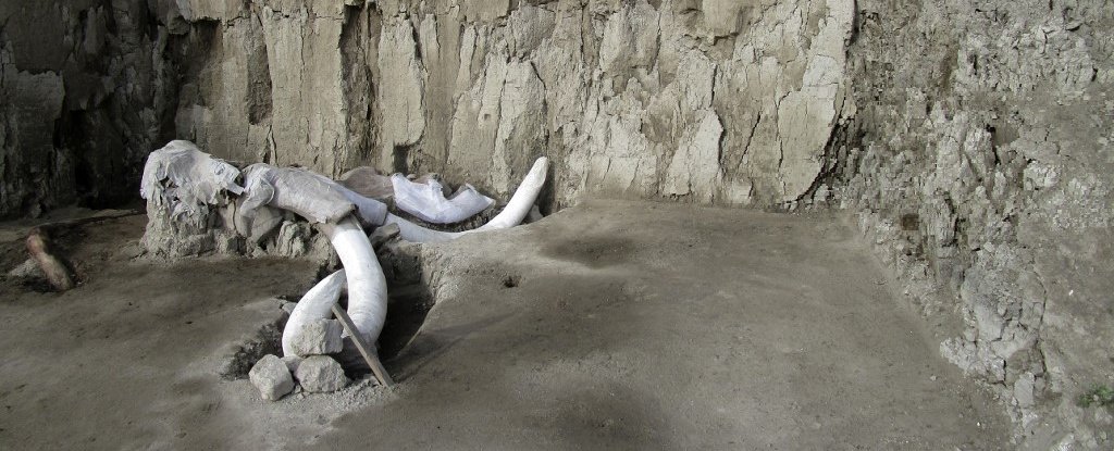 Mammoth bones found in one of the human-made traps in Mexico in November 2019. 