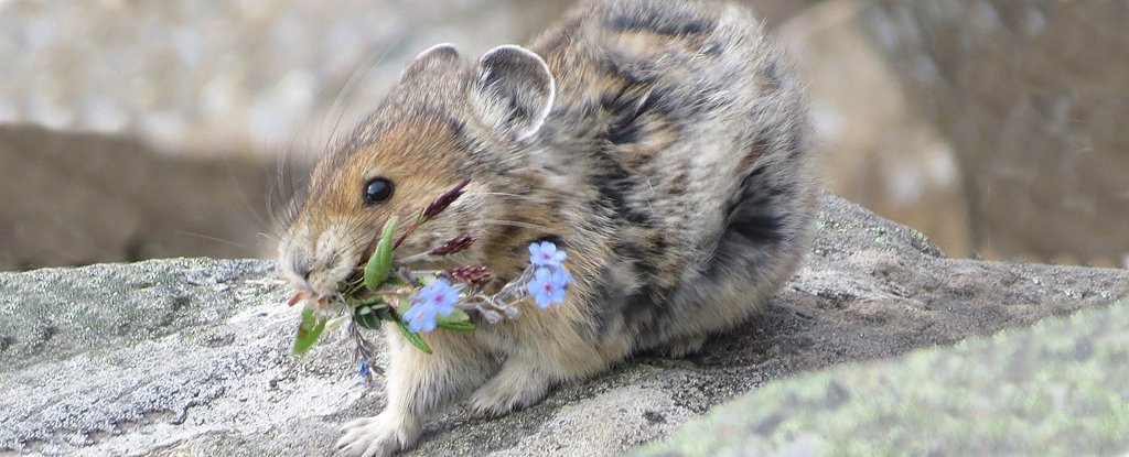 American pika collecting nest materials in Cawridge, Alberta. 