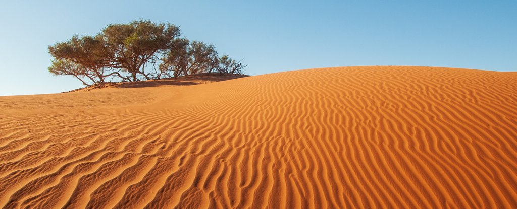 Earth s barren Deserts Actually Have Millions Of Trees Surprising 