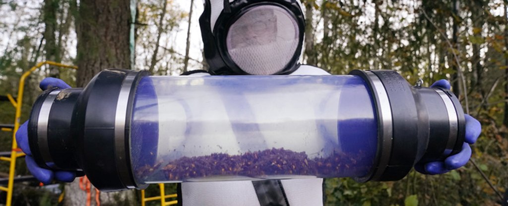 Canister of Asian giant hornets vacuumed from a tree in Washington, 24 October 2020,  