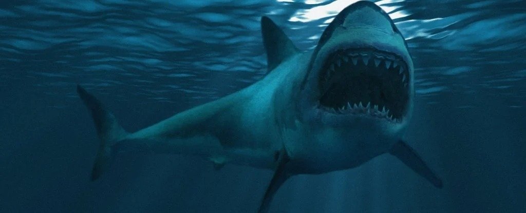 Megalodon Was Stupendously Big Even Amongst Its Dead Relatives, Study