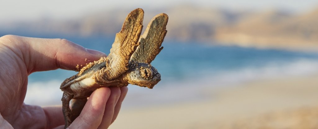 A baby green sea turtle. 