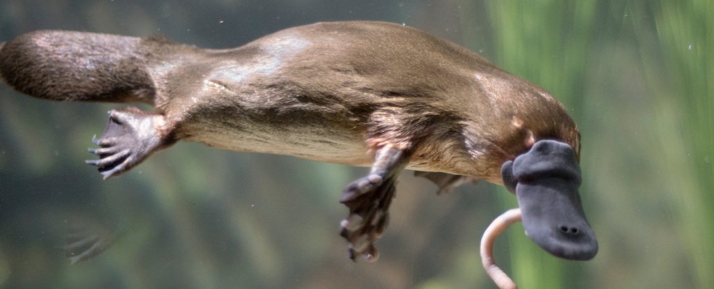 Now we know why Platypus is so strange