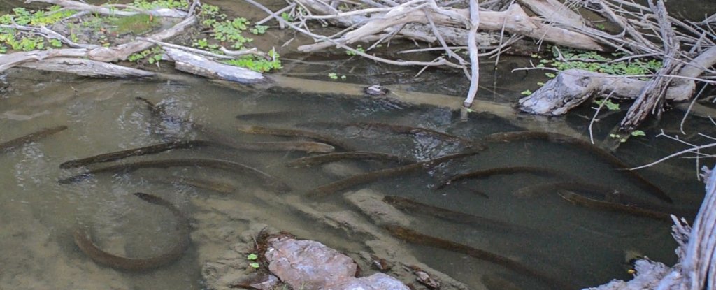 For the first time an electric eel was seen hunting and preying as a group