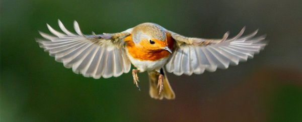 How Migrating Birds Use Quantum Effects to Navigate