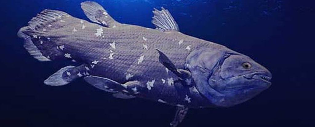 Bizarre coelacanth did not spend 65 million years unchanged, his genome reveals