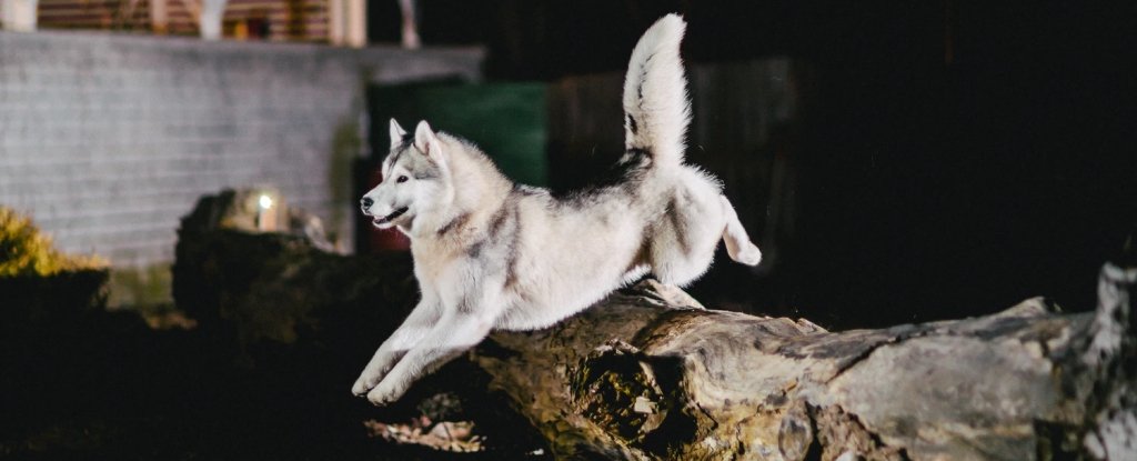 The husky, a Siberian dog similar to the precontact Malamute. 