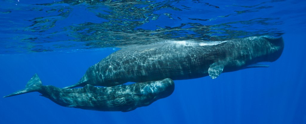 Sperm whales learned to dodge harpoons and taught others skills