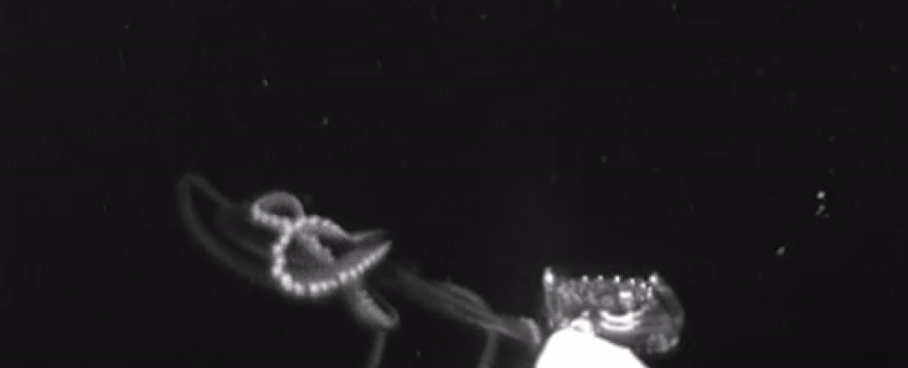 First-of-Its-Kind Video Shows Giant Squid Hunt Their Prey Deep in The Ocean