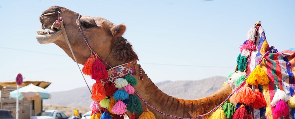 Turns Out There Is a Secret Ingredient Behind Camels' Ability to Not