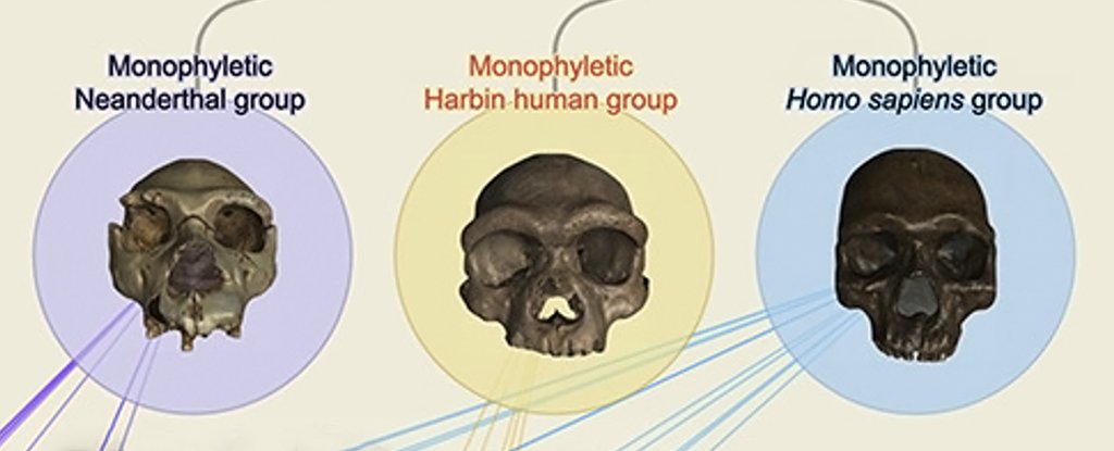 homo sapiens phylogeny