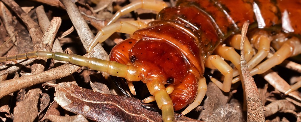 svær at tilfredsstille kalorie Motherland Giant Centipedes Caught Eating Thousands of Baby Birds on an Australian  Island