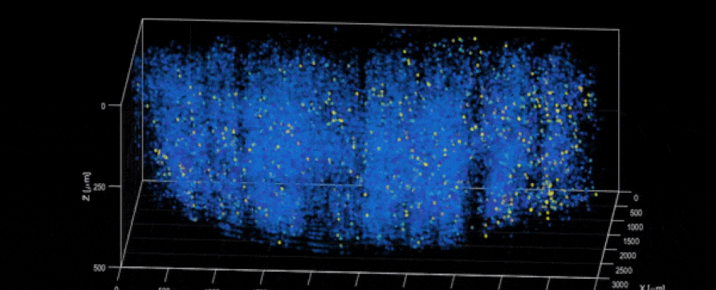 mouse-neurons_1024.gif
