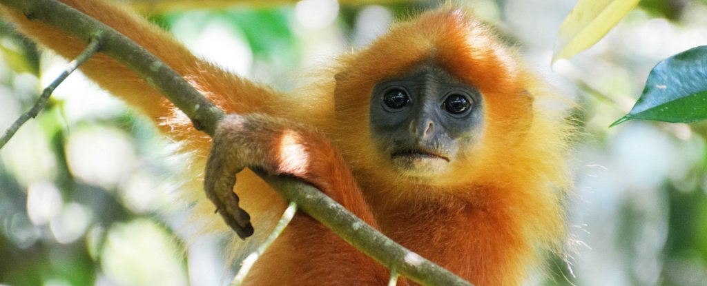 Red leaf monkey, a vulnerable species in Borneo. 