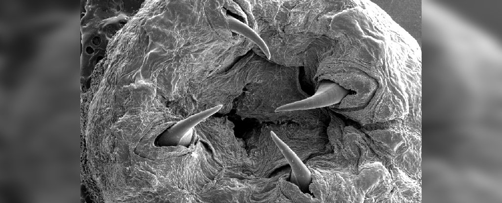 SEM micrograph of Glycera proboscis. 