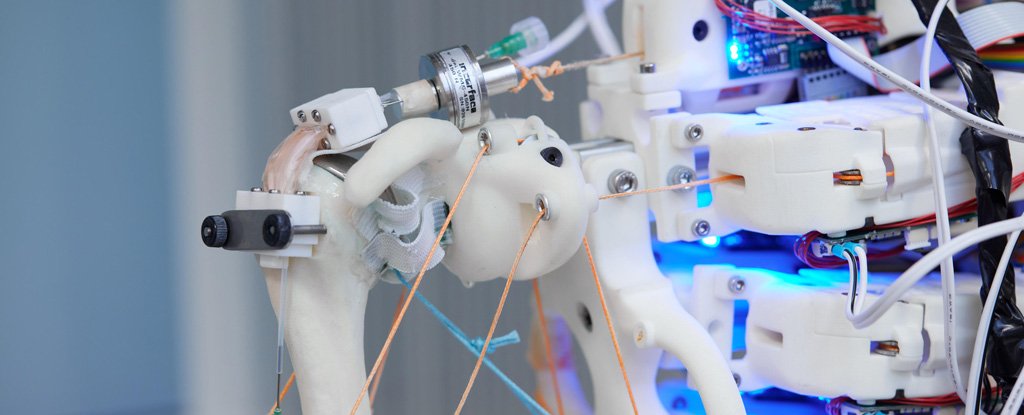 Los hombros robóticos pueden ser la clave para los injertos de tendones hechos en laboratorio