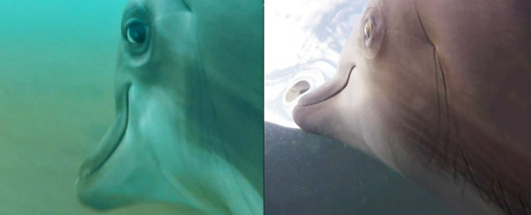 The US Navy Put Cameras on Dolphins And The Results Are Wild : ScienceAlert