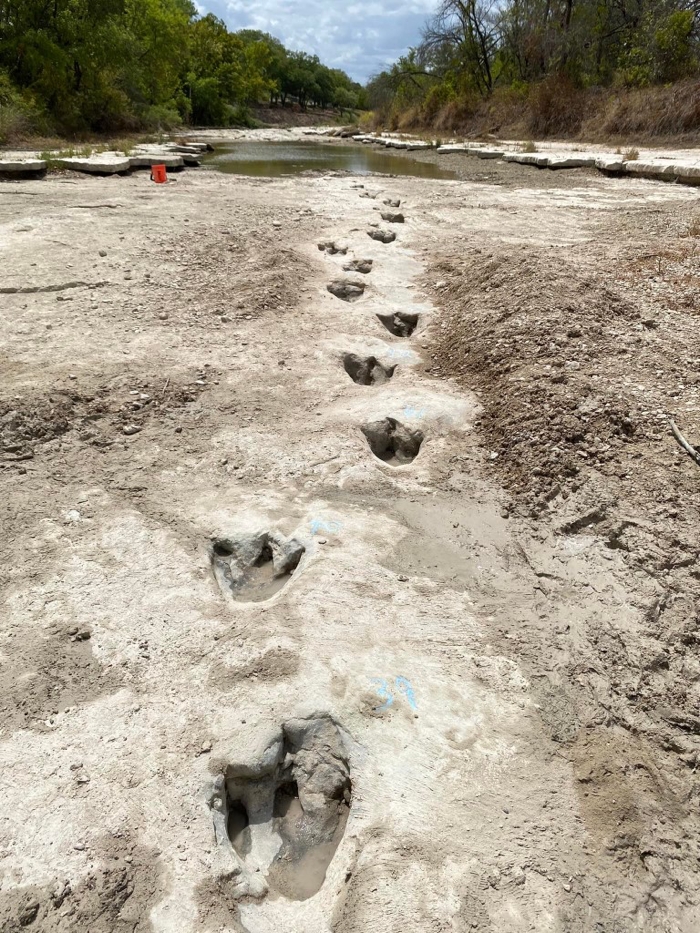 Dinosaur Footprints Revealed in Texas Are Among The Longest Trails Ever ...