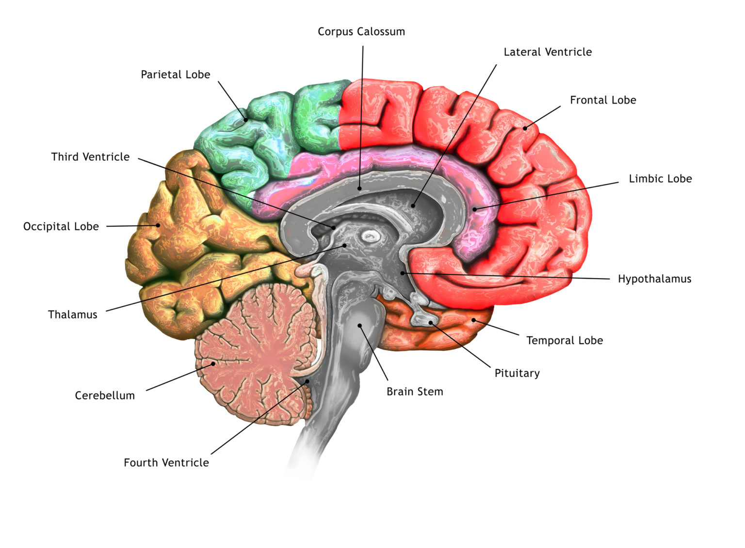 Scientists May Have Identified The Neurons That Give Birth to Fear ...