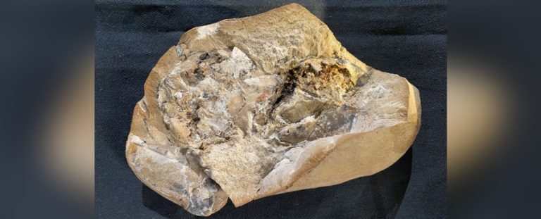 Science Two Cents: This 380 Million-year-old Fossil Contains The Oldest 